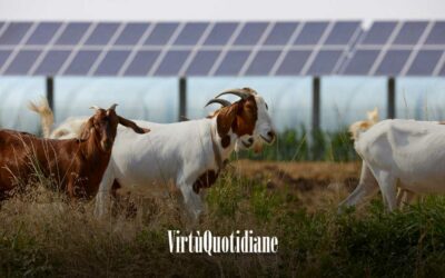 Solo il 3,5% delle aziende agricole ha un impianto fotovoltaico ma quasi nessuno risponde ai bandi